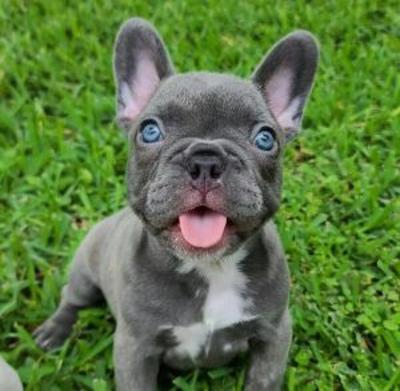 french bulldog puppies for sale online
